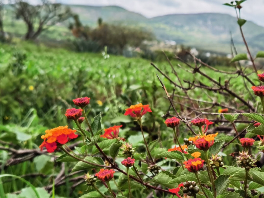 Flores Silvestres